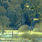 Park im Winter mit Eichenast