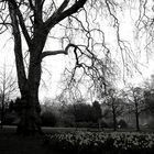 Park in London