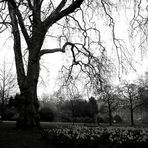 Park in London