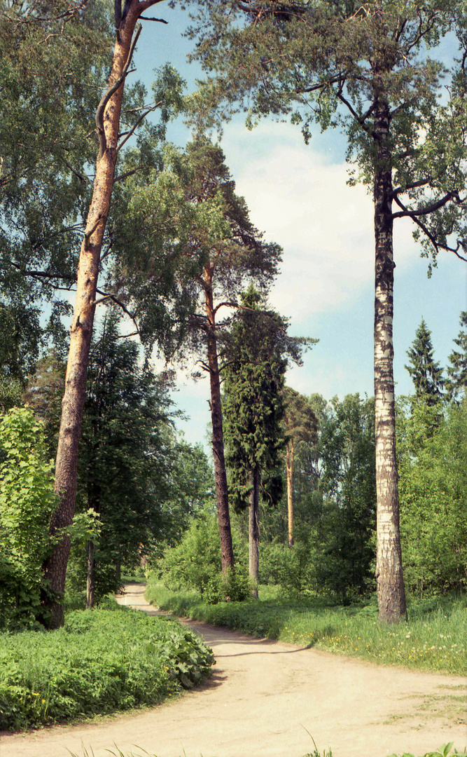 Park in Petersburg region. Pavlovo settlement.