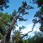 Park in Ponta Delgada