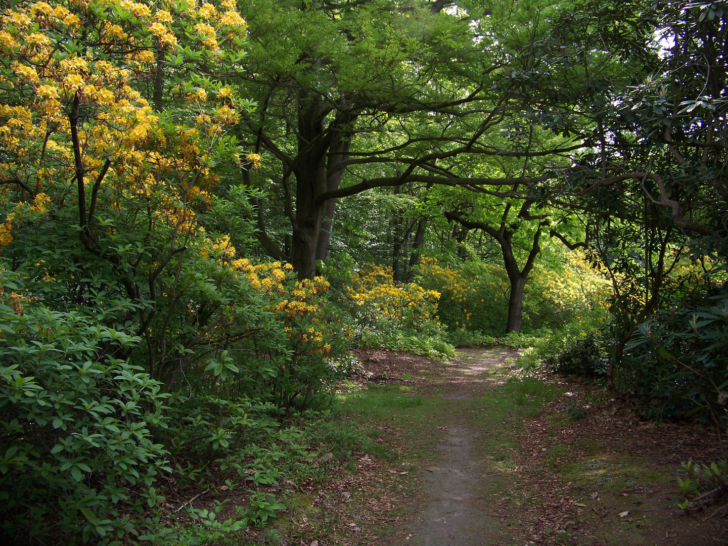 Park Kromlau IV