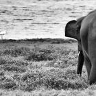 PARK MINNERIYA - SRI LANKA