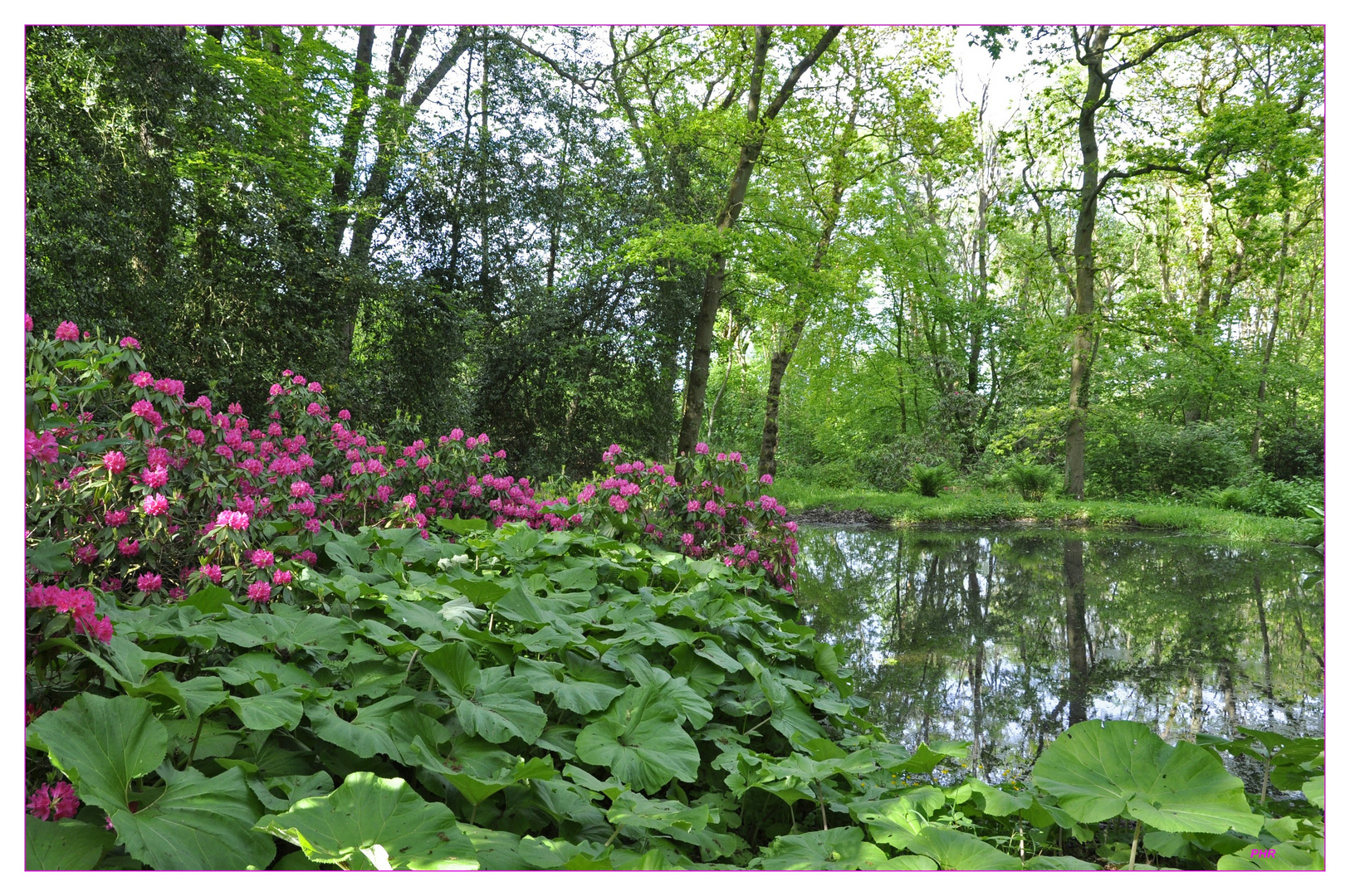 Park mit Teich