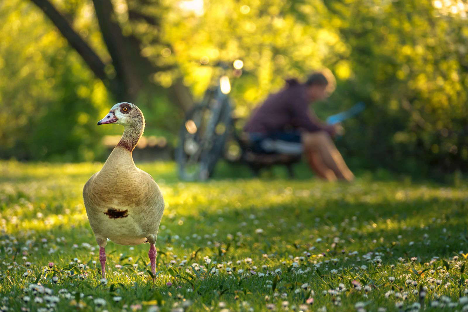 Park Patrol