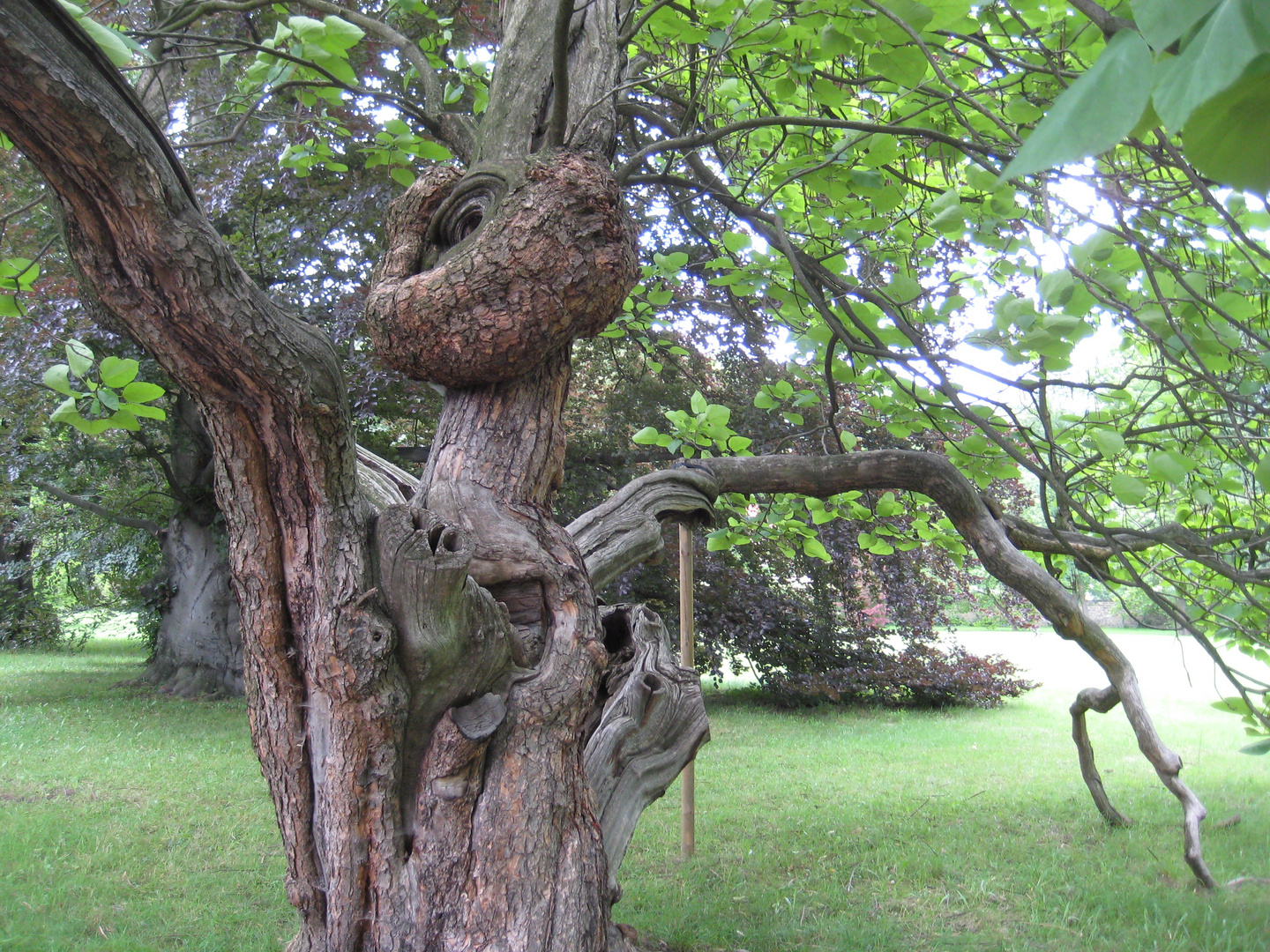 Park Pillnitz, Baum Baumstamm