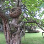 Park Pillnitz, Baum Baumstamm