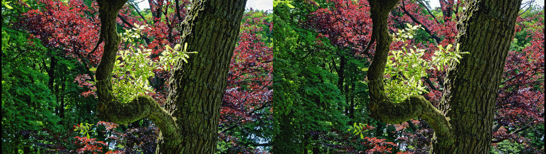 Park Schloss Heltorf, Stadtrand Duisburg (1)