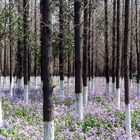 Parkanlage im Frühling