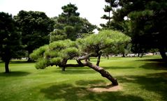 Parkanlage in Tokyo, der Baum