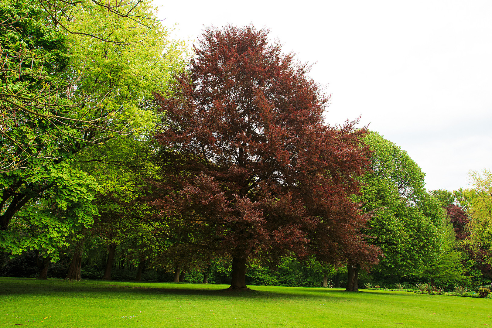Parkanlage Mit Alten Baumen Foto Bild Landschaft Garten Parklandschaften Altes Bilder Auf Fotocommunity