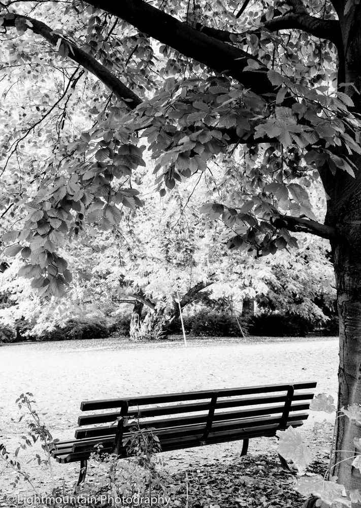 Parkbank Englischer Garten Berlin Foto & Bild landschaft, garten