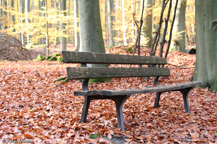 Parkbank im Herbstwald