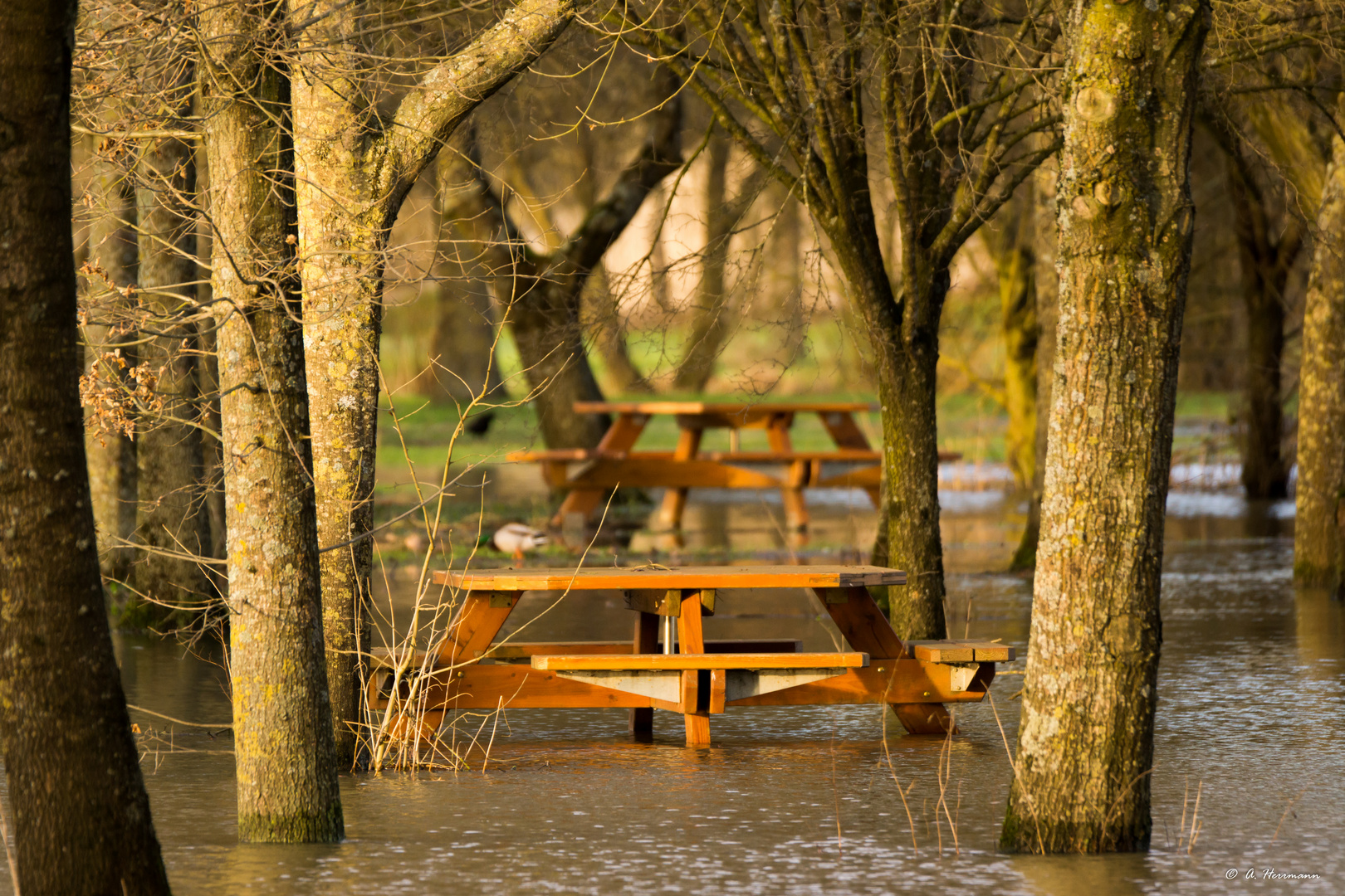 Parkbank im Hochwasser / Bench in flood