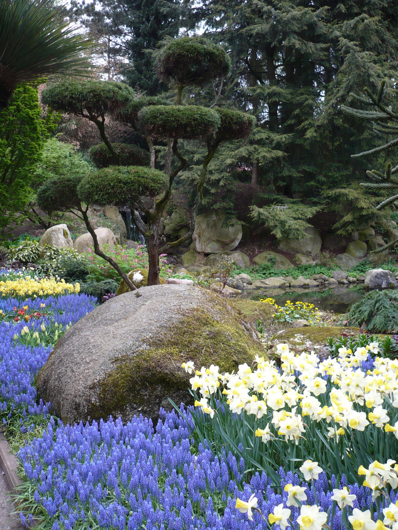 Parkbaum in schöner Umgebung