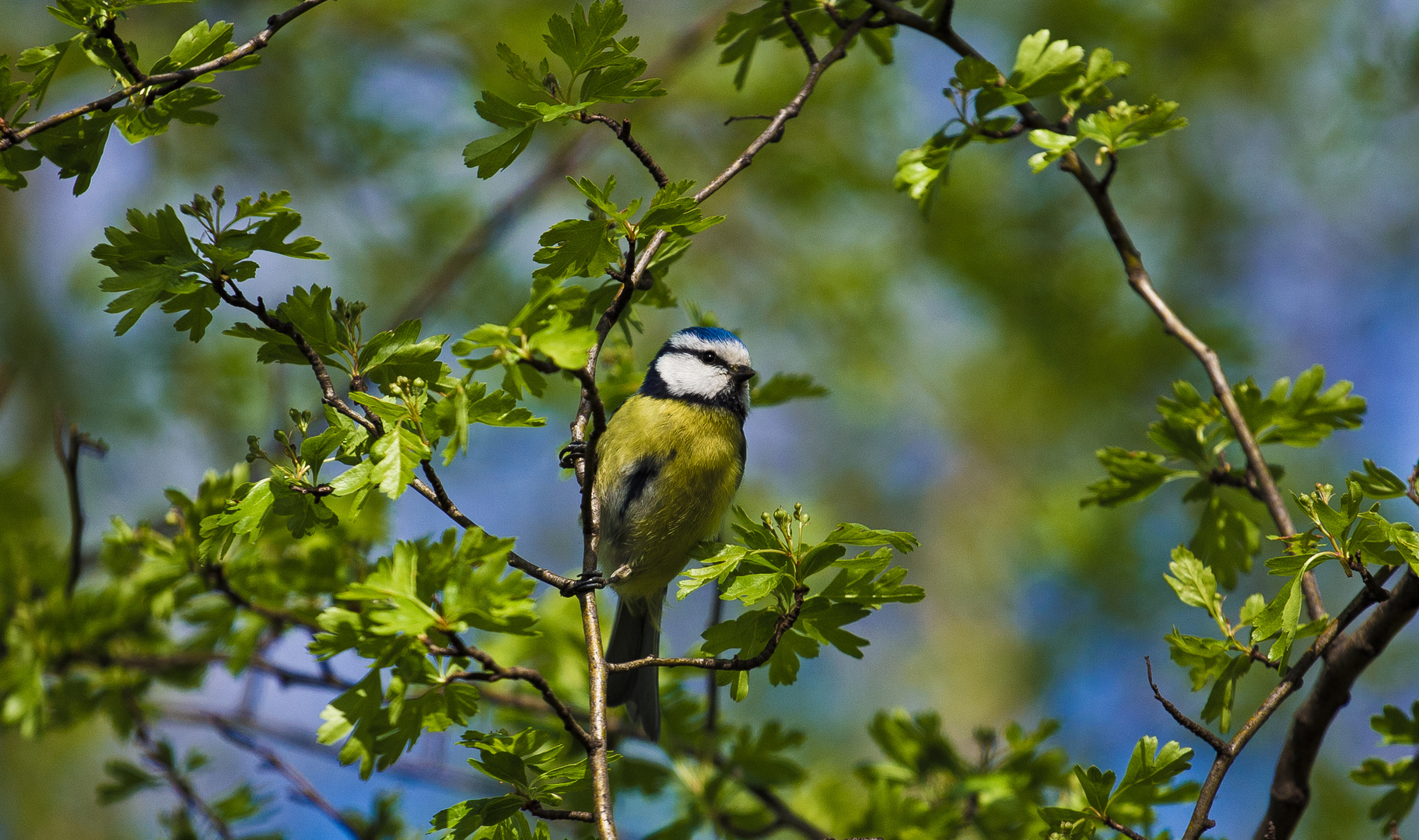 Parkblaumeise