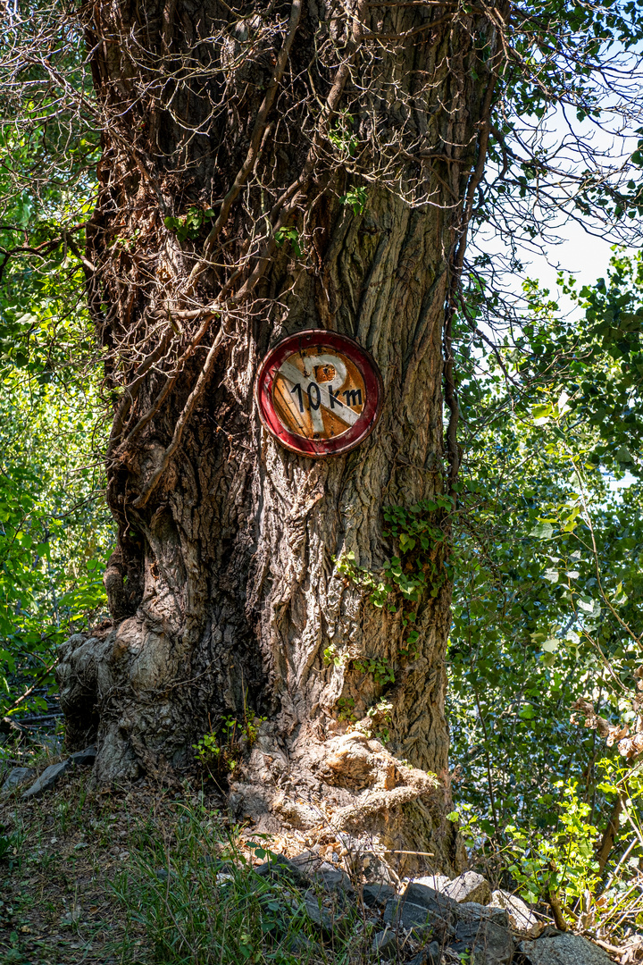 Parken am Baum verboten