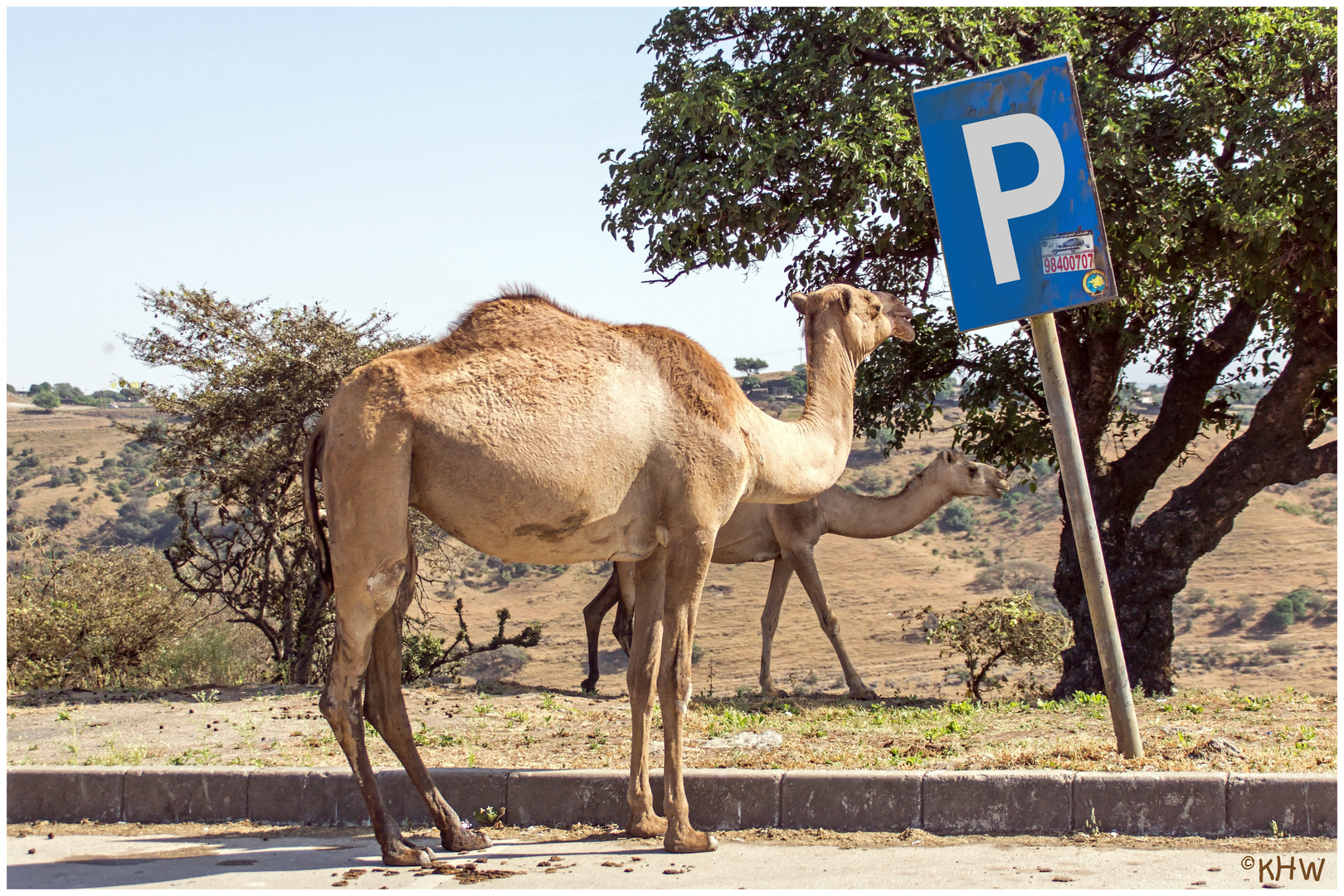 Parken für "Wüstenschiffe" (Oman)