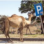 Parken für "Wüstenschiffe" (Oman)