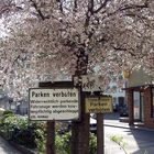 ~ Parken mehrfach verboten! ~