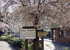 ~ Parken mehrfach verboten! ~