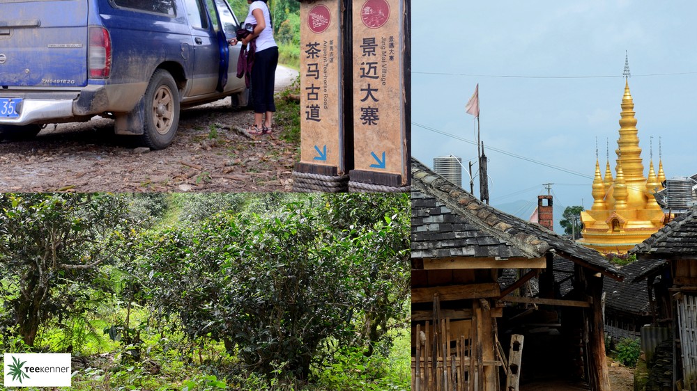 Parken zwischen dem Jingmai Dorf und dem seit knapp 500 Jahren gepflegten Teegarten