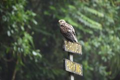 "Parkender" Breitschwingenbussard