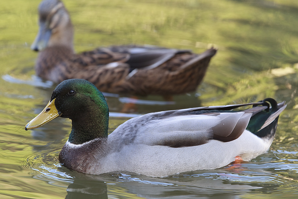 Parkgeflügel