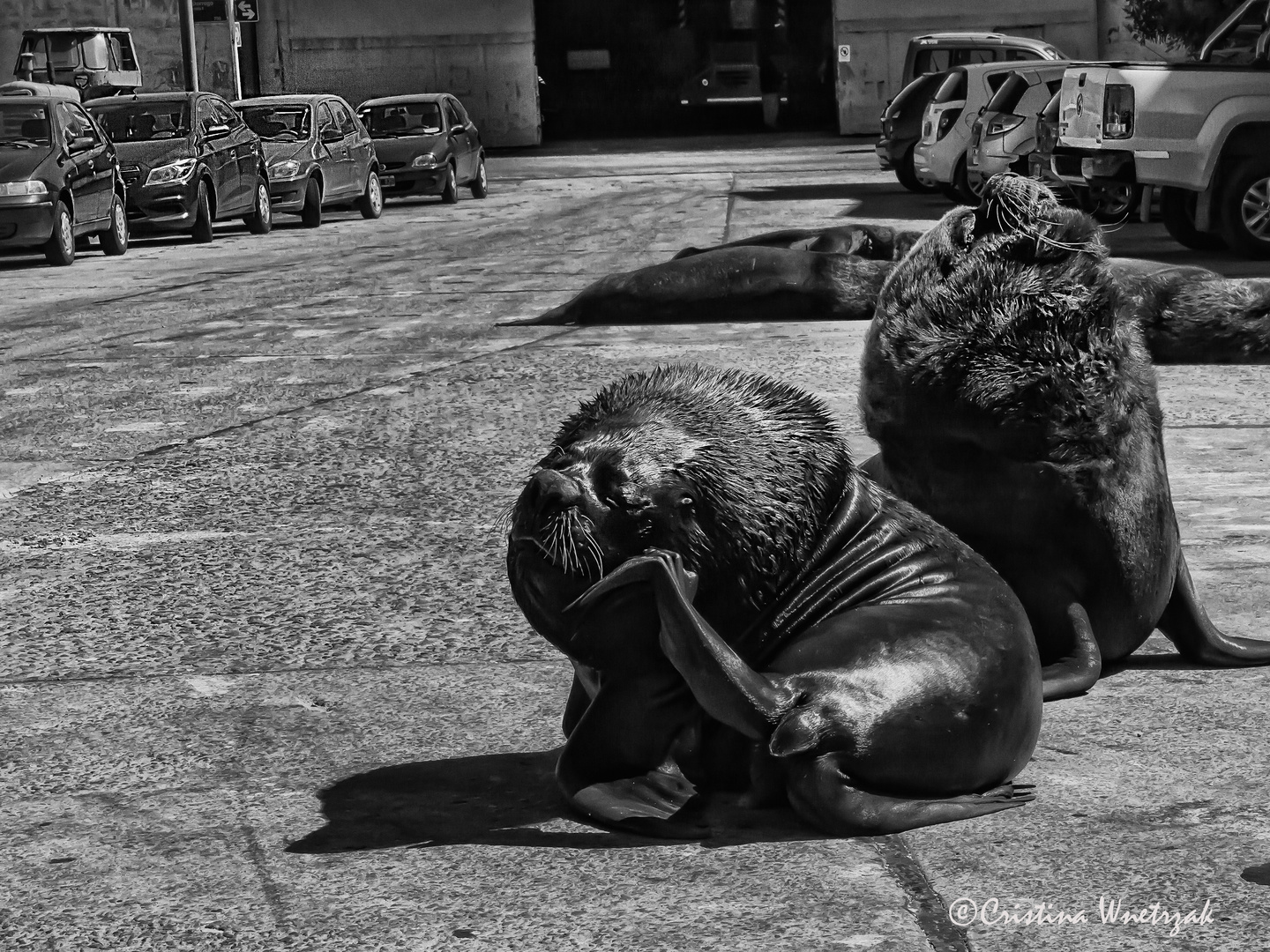 Parking,,, Mar del Plata Port