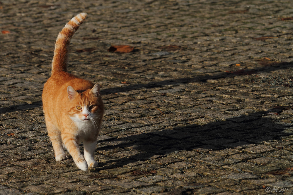 Parkkater