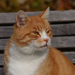 Parkkatzenportrait