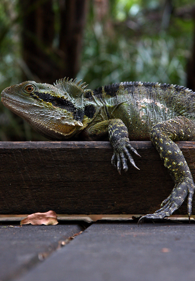 Parkland Lizard