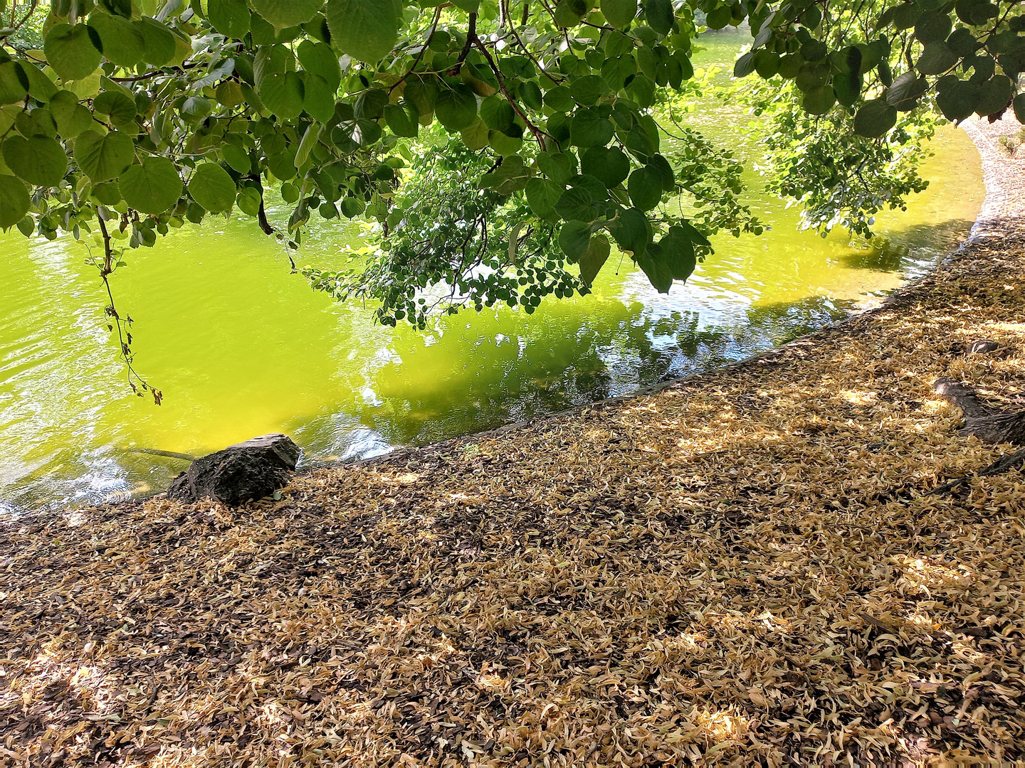 Parklandschaft