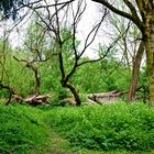 Parklandschaft an der Berkel in Billerbeck - Münsterland.