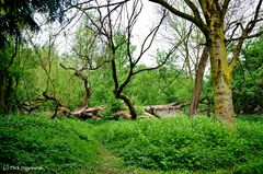 Parklandschaft an der Berkel in Billerbeck - Münsterland.