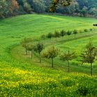 Parklandschaft bei Werther/Bielefeld