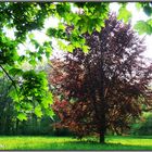 Parklandschaft - die grüne Lunge der Stadt