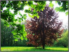 Parklandschaft - die grüne Lunge der Stadt