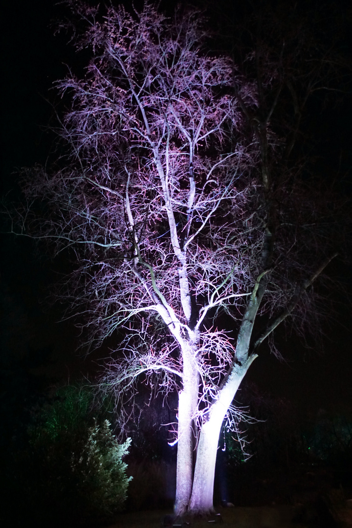 Parkleuchten GRUGAPARK Essen 2019 (6a)