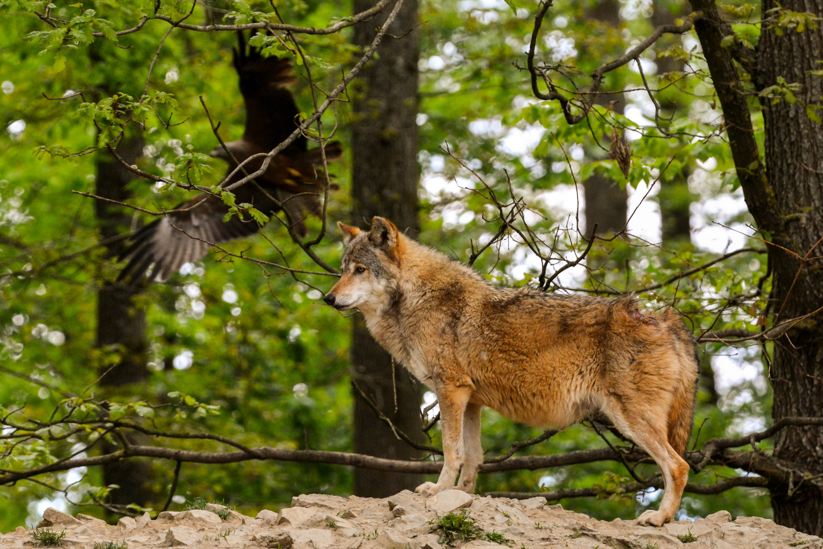 Parklife vs. Wildlife