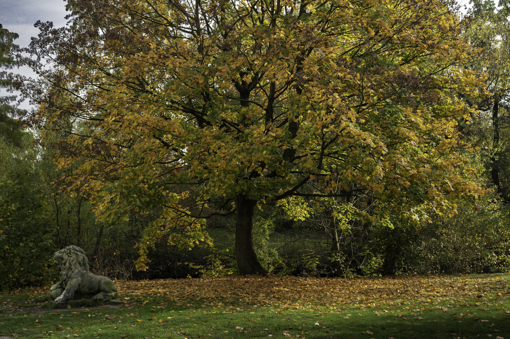 Parklöwe im Herbst