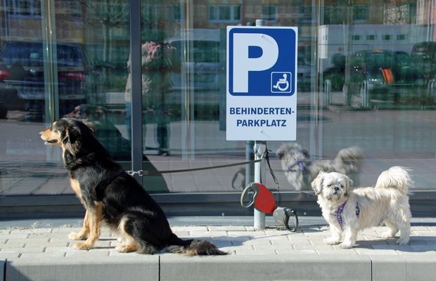 Parkplatz für behinderte Hunde