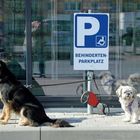 Parkplatz für behinderte Hunde