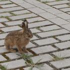 Parkplatz-Hase