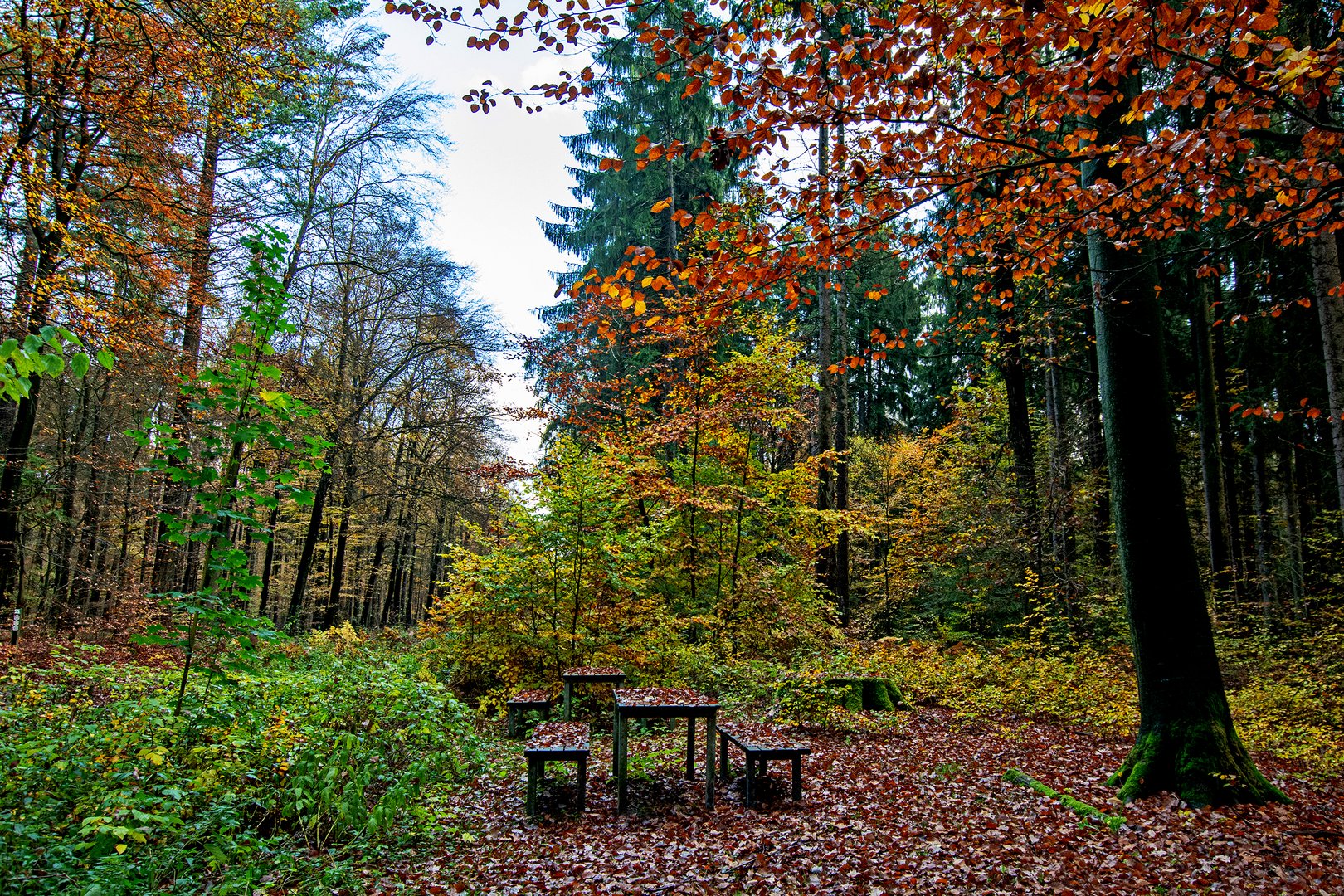 Parkplatz im Lüßwald Foto & Bild wald, natur, herbst Bilder auf