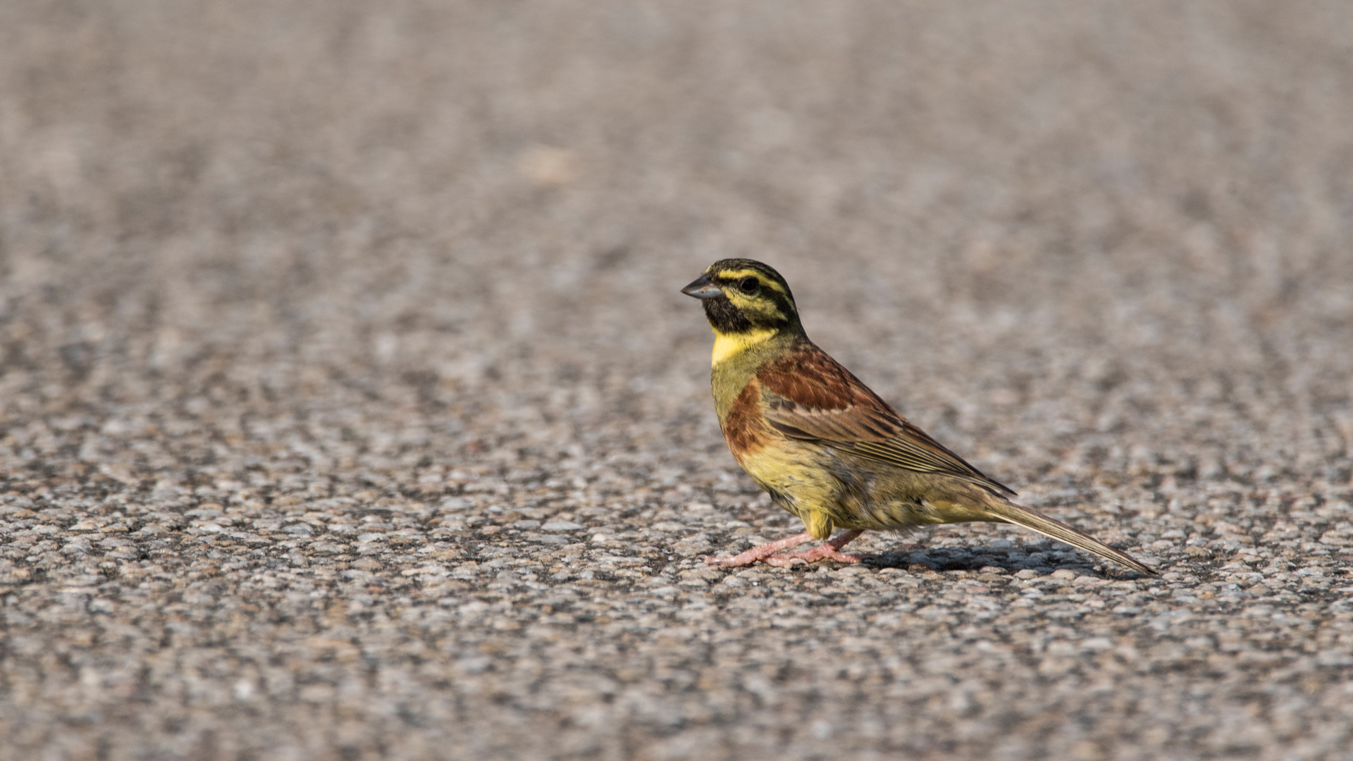 Parkplatzbesucher