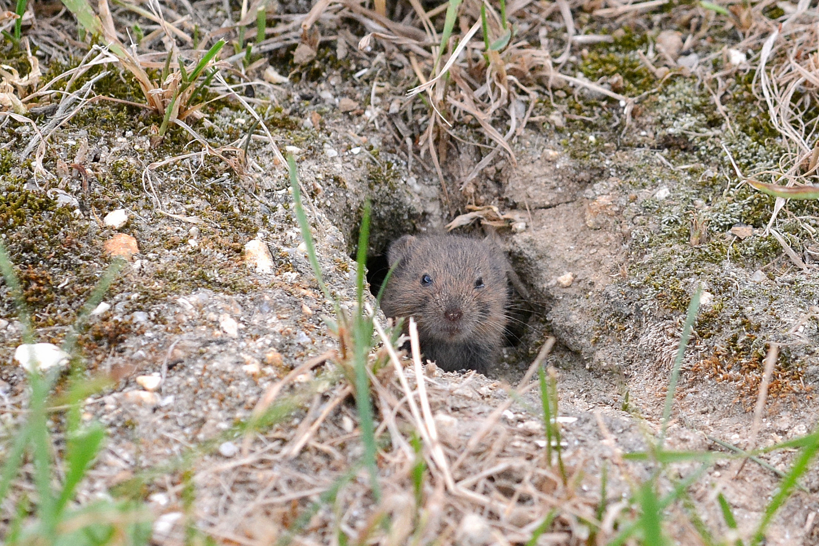 Parkplatzmaus