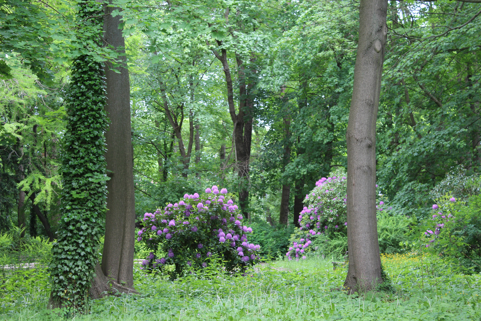 Parkteil mit Rhododendronbestand