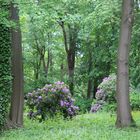 Parkteil mit Rhododendronbestand