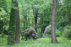 Parkteil mit Rhododendronbestand